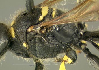 Media type: image;   Entomology 602923 Aspect: thorax lateral